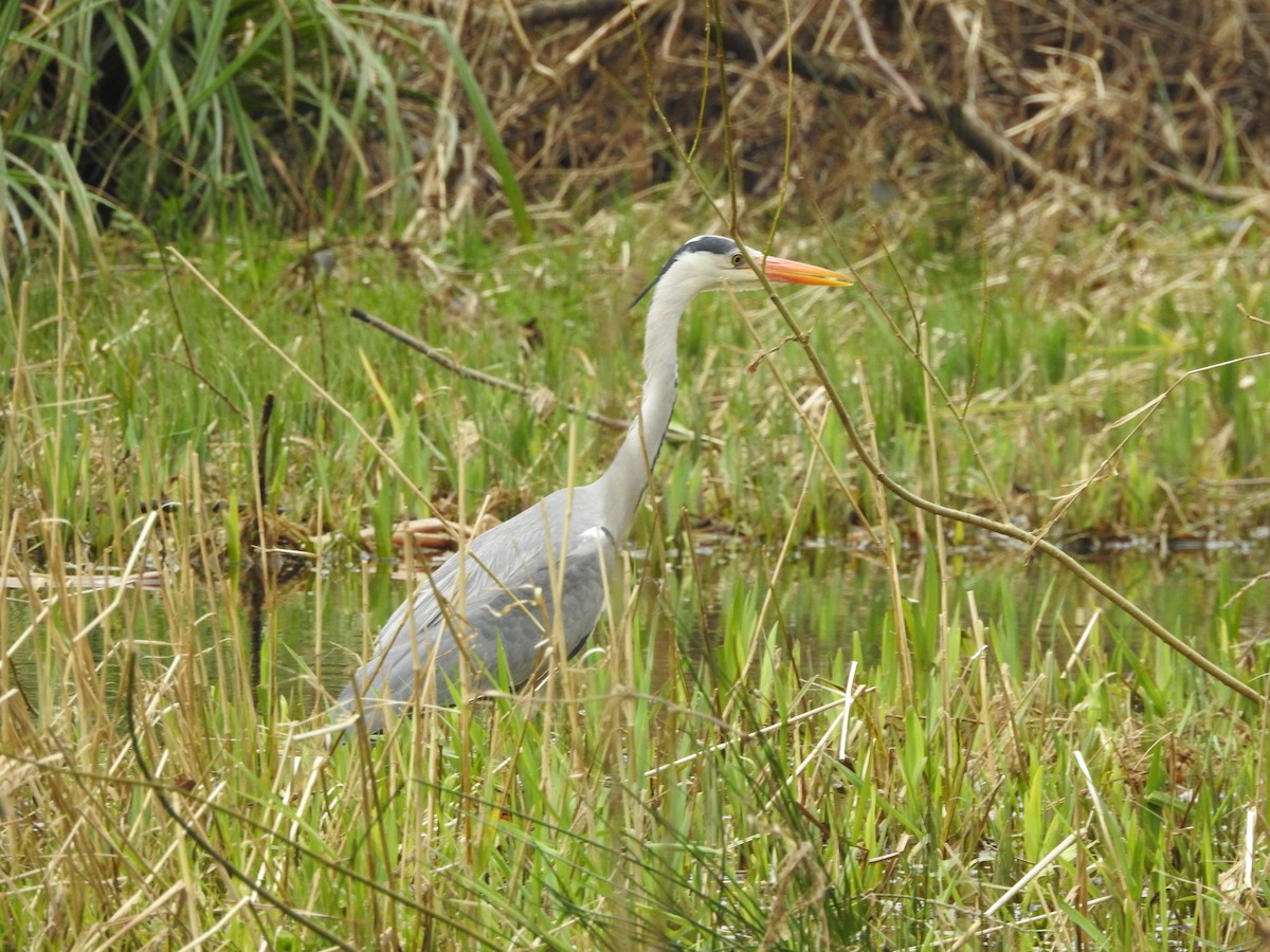 Gray Heron - ML428870801