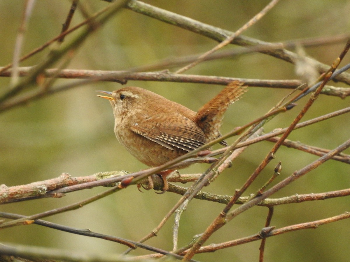 Eurasian Wren - ML428870961