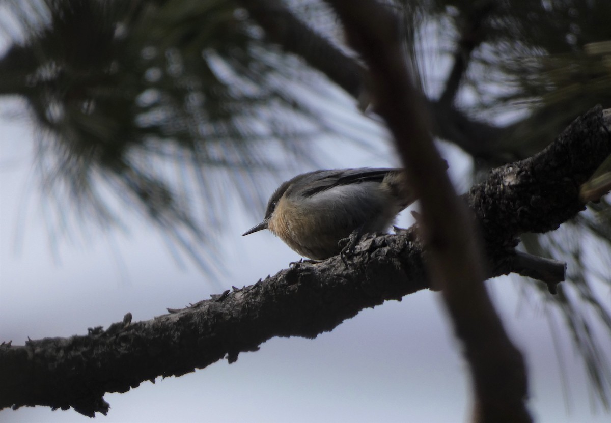 Pygmy Nuthatch - ML428871291