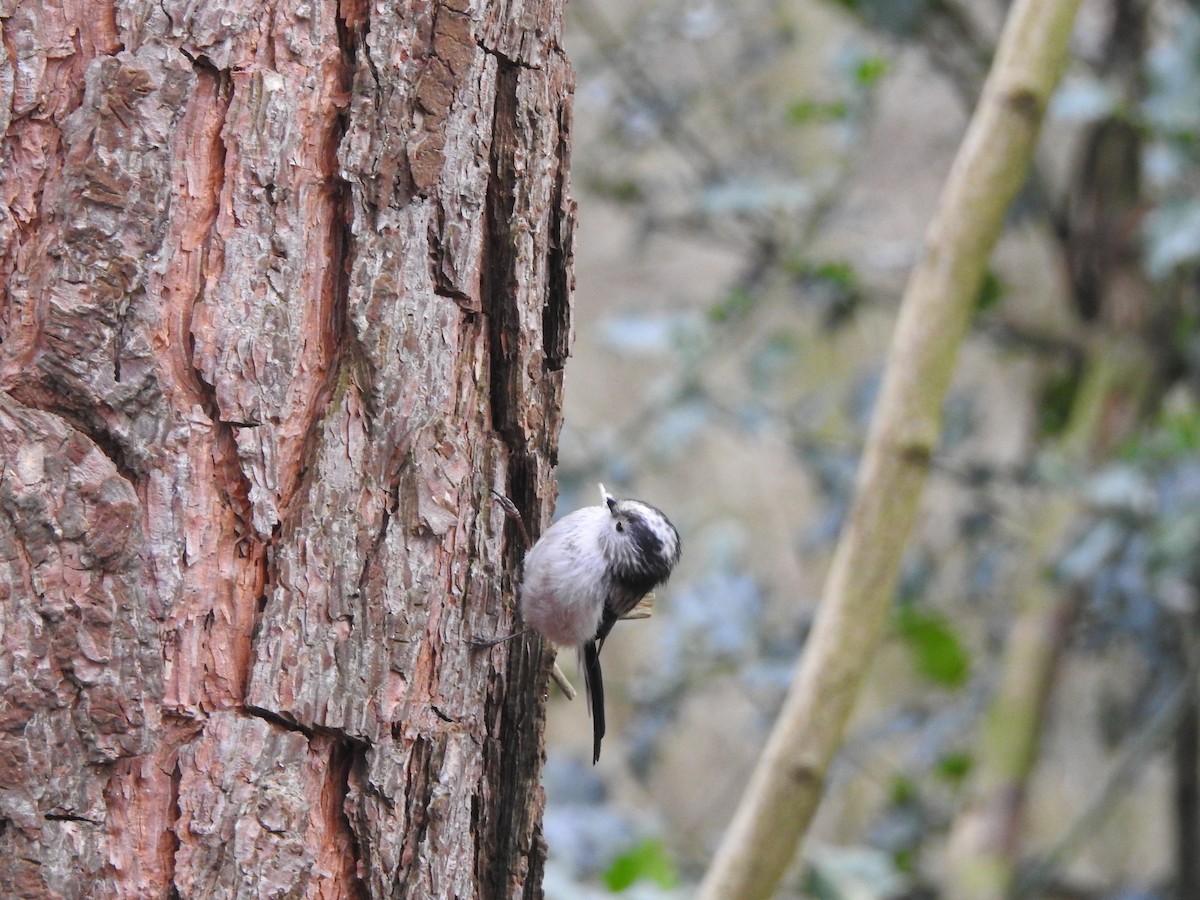 Long-tailed Tit - ML428871451