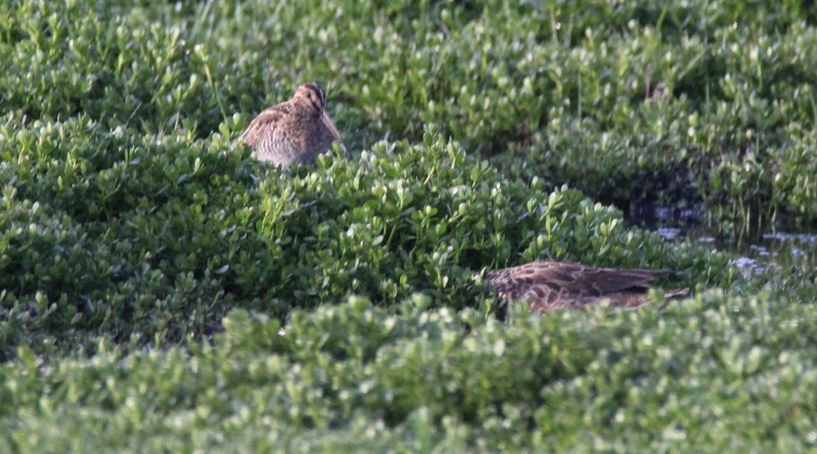 Wilson's Snipe - ML42887151