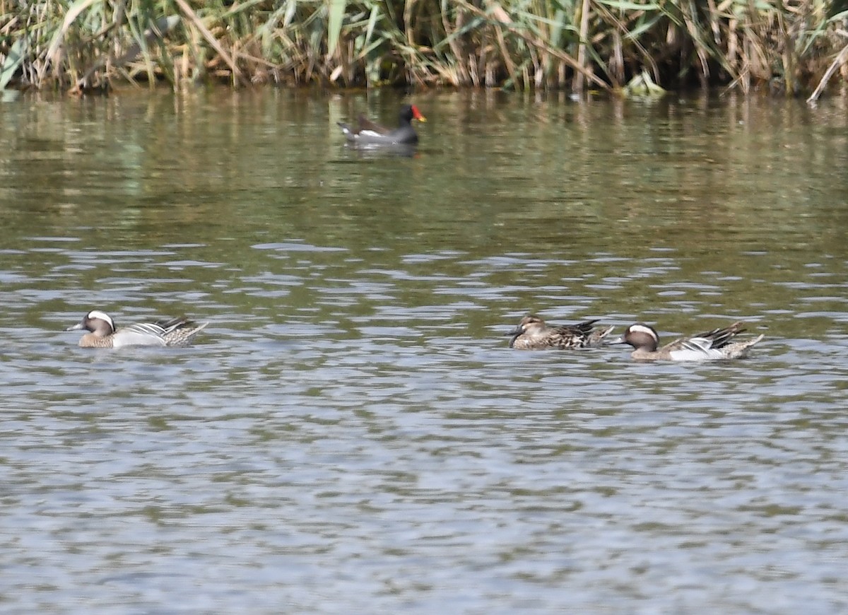 Garganey - ML428871931