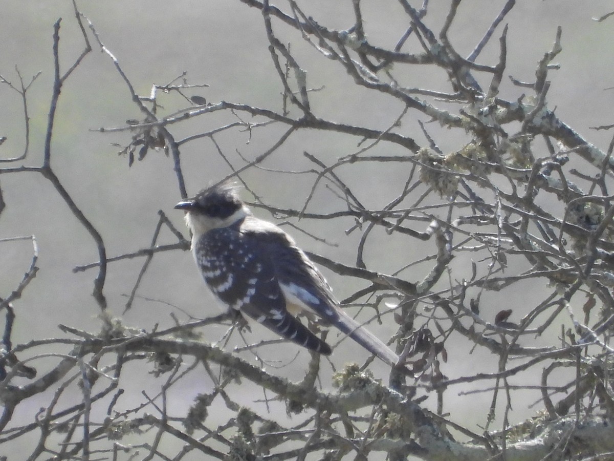 Great Spotted Cuckoo - ML428872381