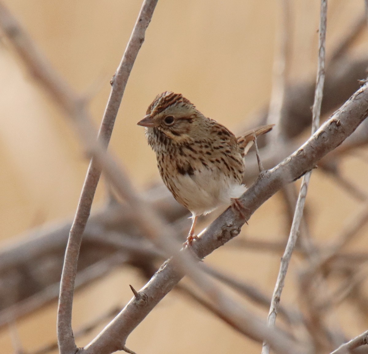 Lincoln's Sparrow - ML428872431