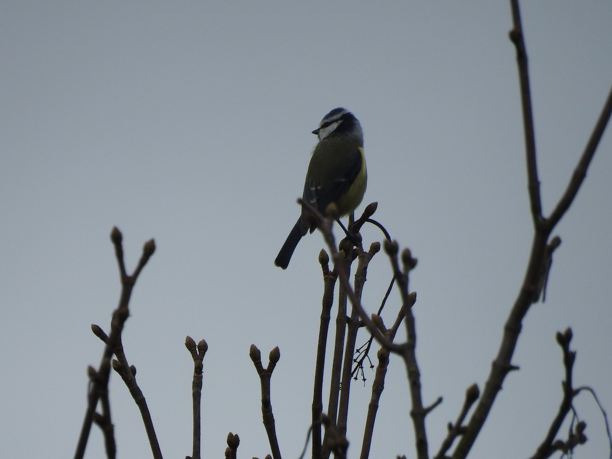 Eurasian Blue Tit - ML428872481