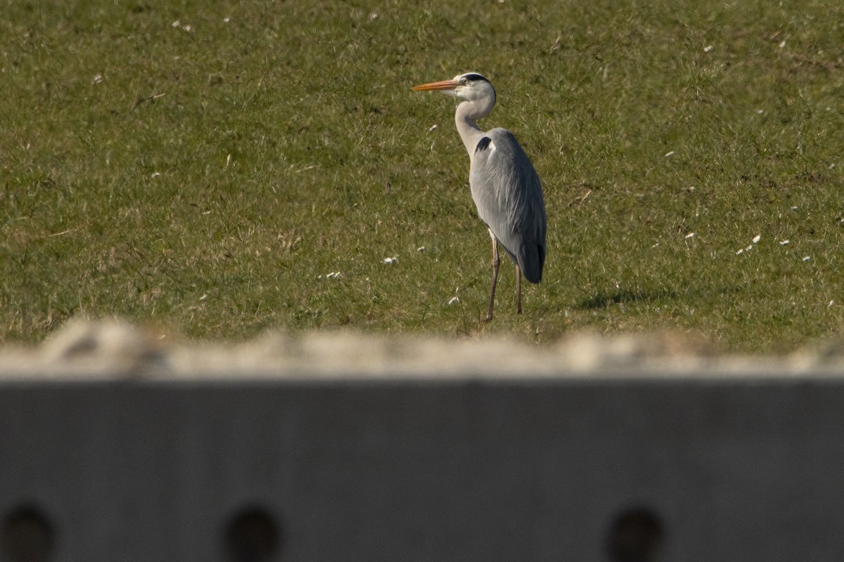 Gray Heron - Letty Roedolf Groenenboom