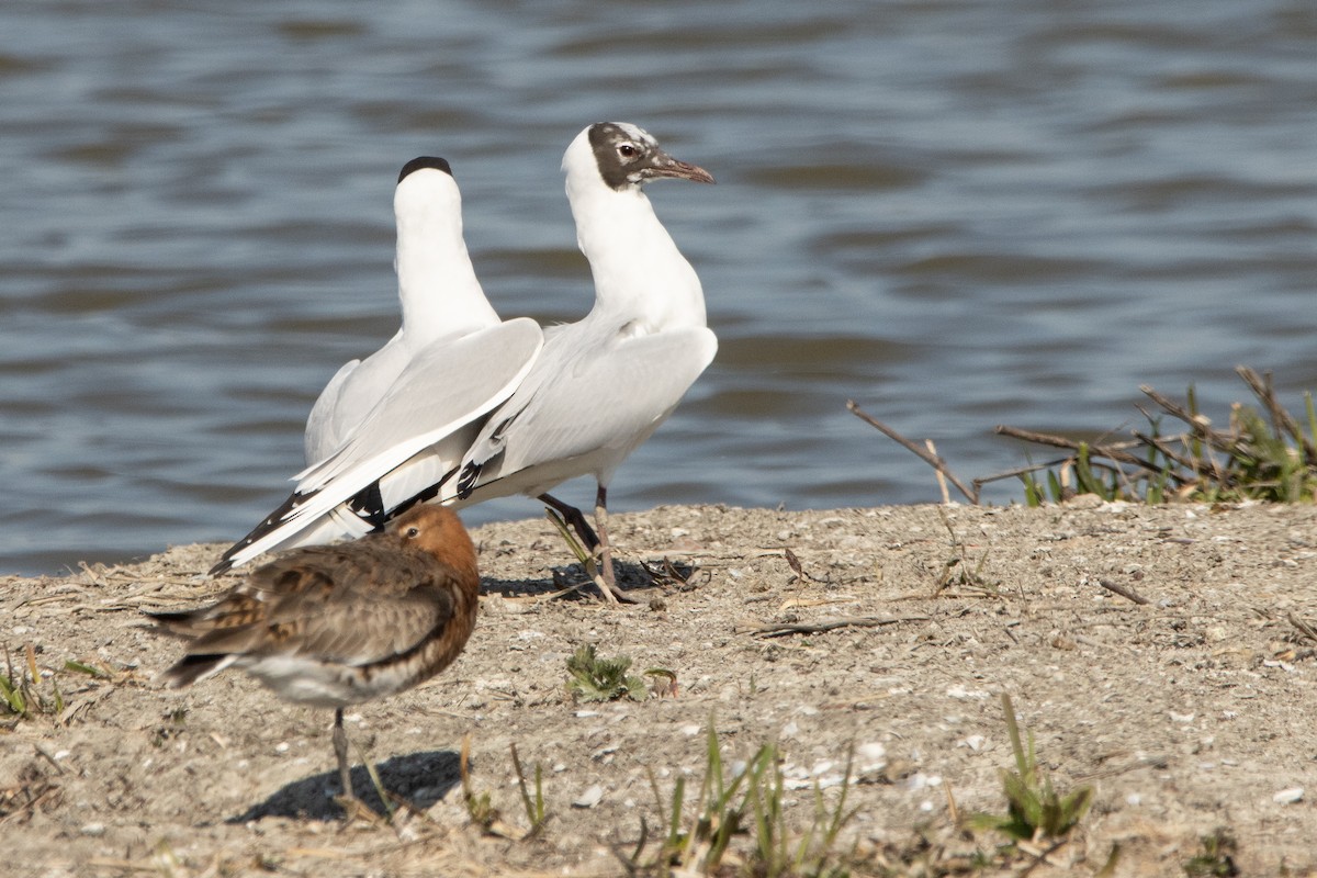 Black-headed Gull - ML428874671