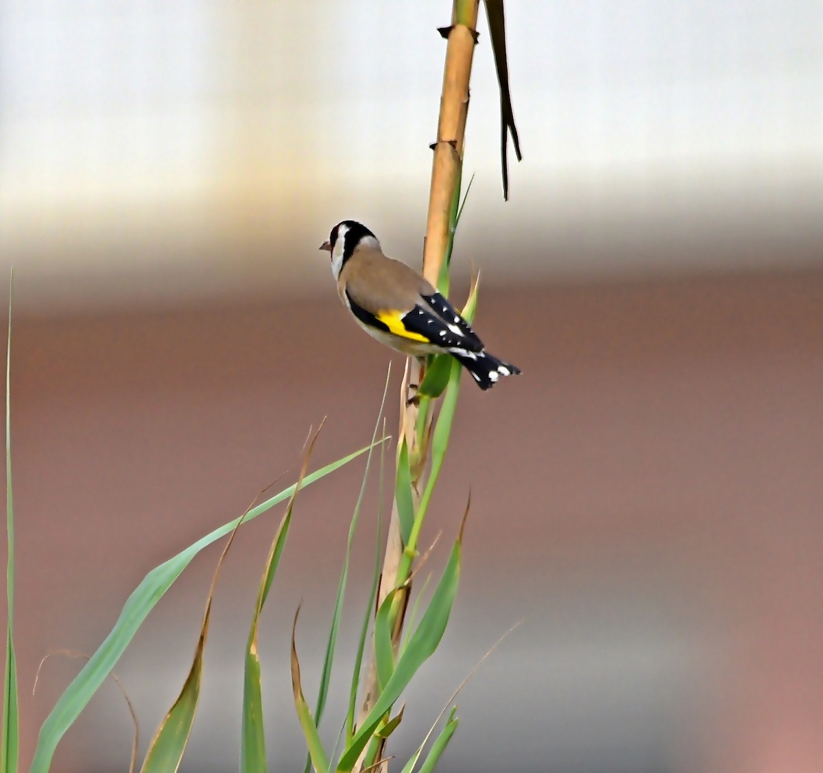 European Goldfinch - Joao Freitas