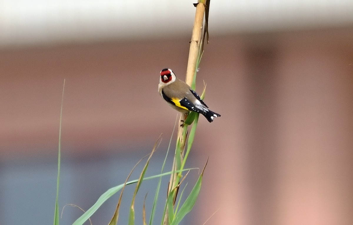 European Goldfinch - ML428877891