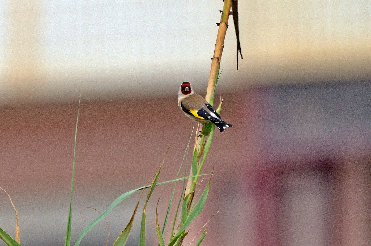 European Goldfinch - ML428877921