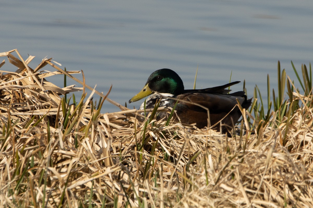 Mallard (Domestic type) - Letty Roedolf Groenenboom