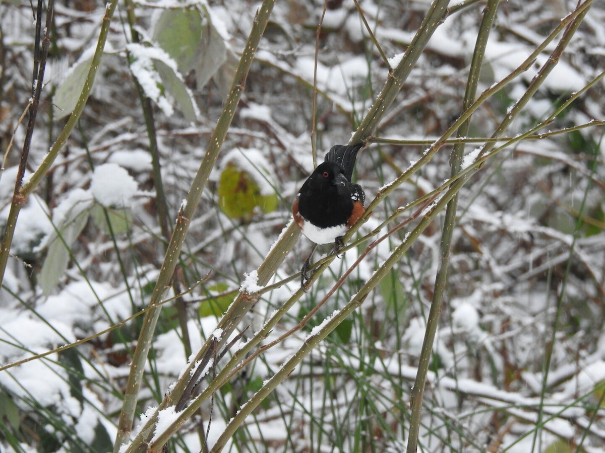 Spotted Towhee - ML42888261