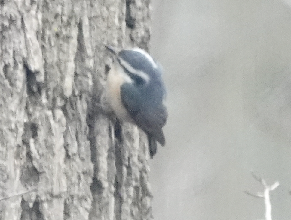 Red-breasted Nuthatch - ML428885341