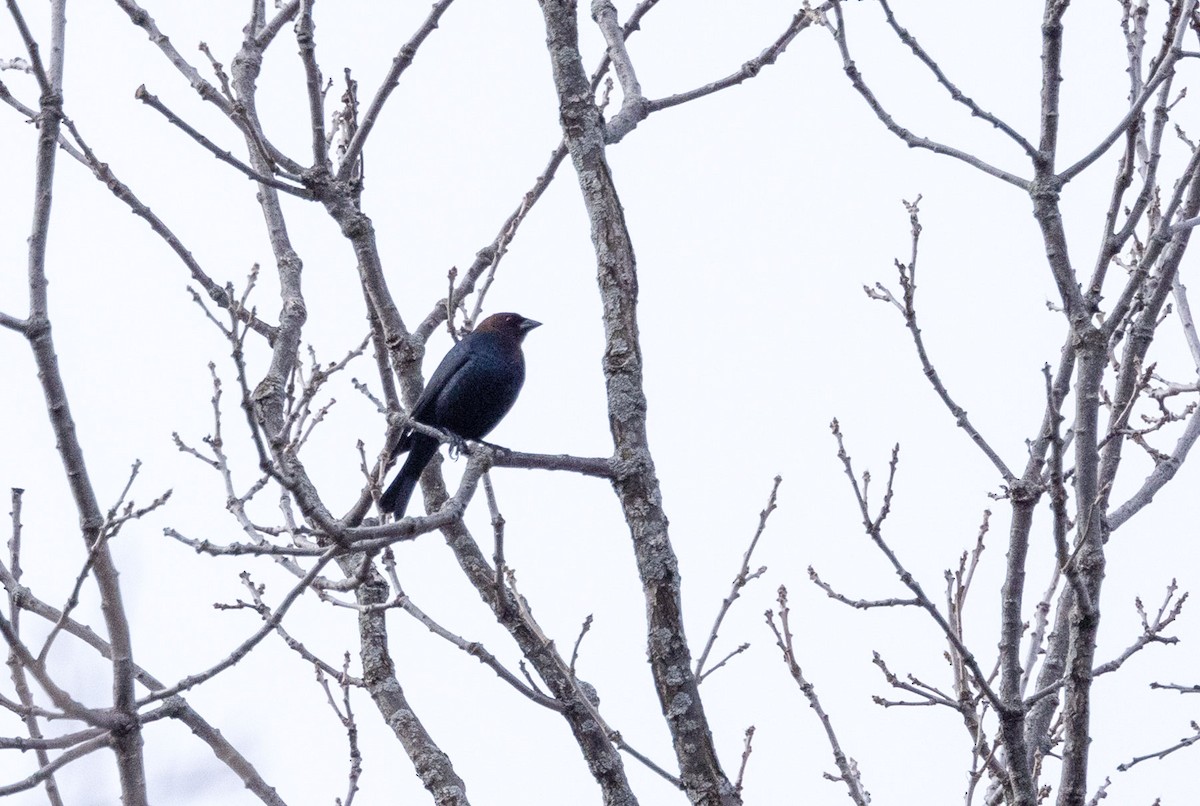 Brown-headed Cowbird - ML428885451