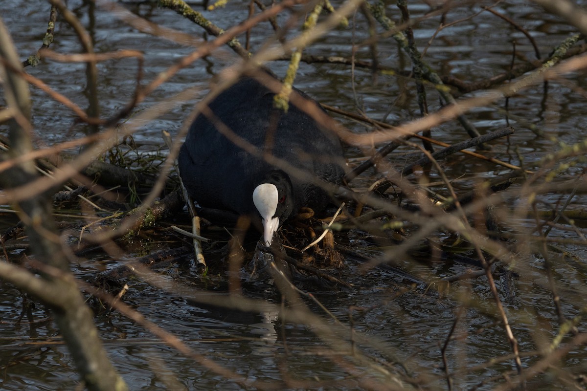 Eurasian Coot - Letty Roedolf Groenenboom