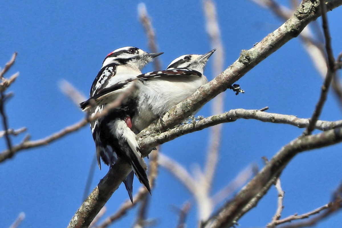 Downy Woodpecker - ML428887011