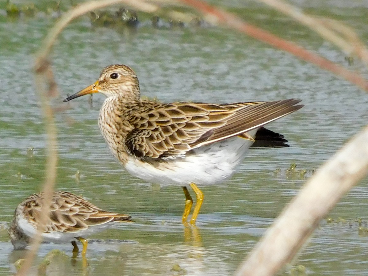 Pectoral Sandpiper - ML428889311