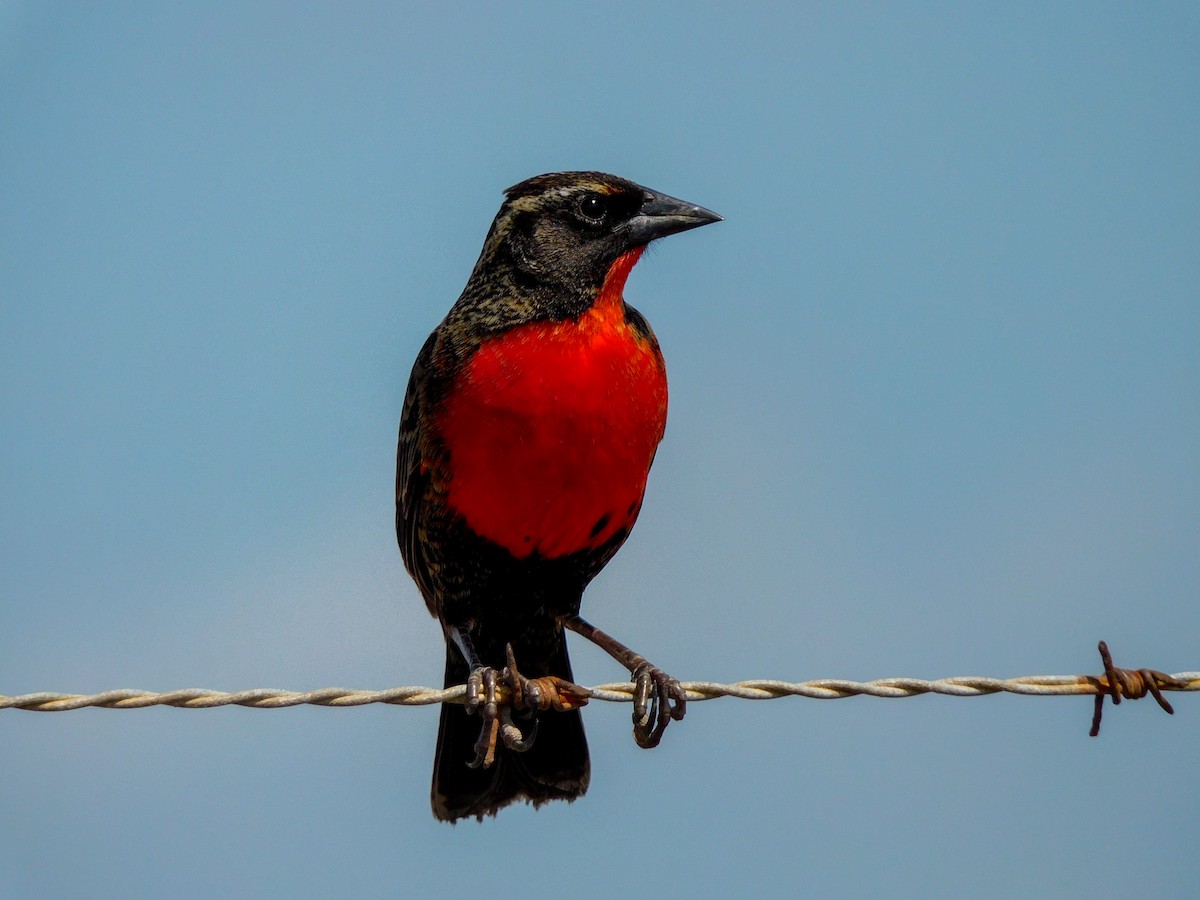 Red-breasted Meadowlark - ML428889681