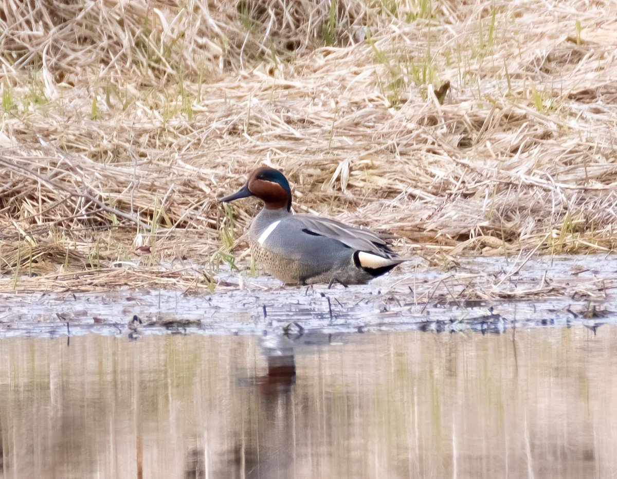 Green-winged Teal - ML428892391