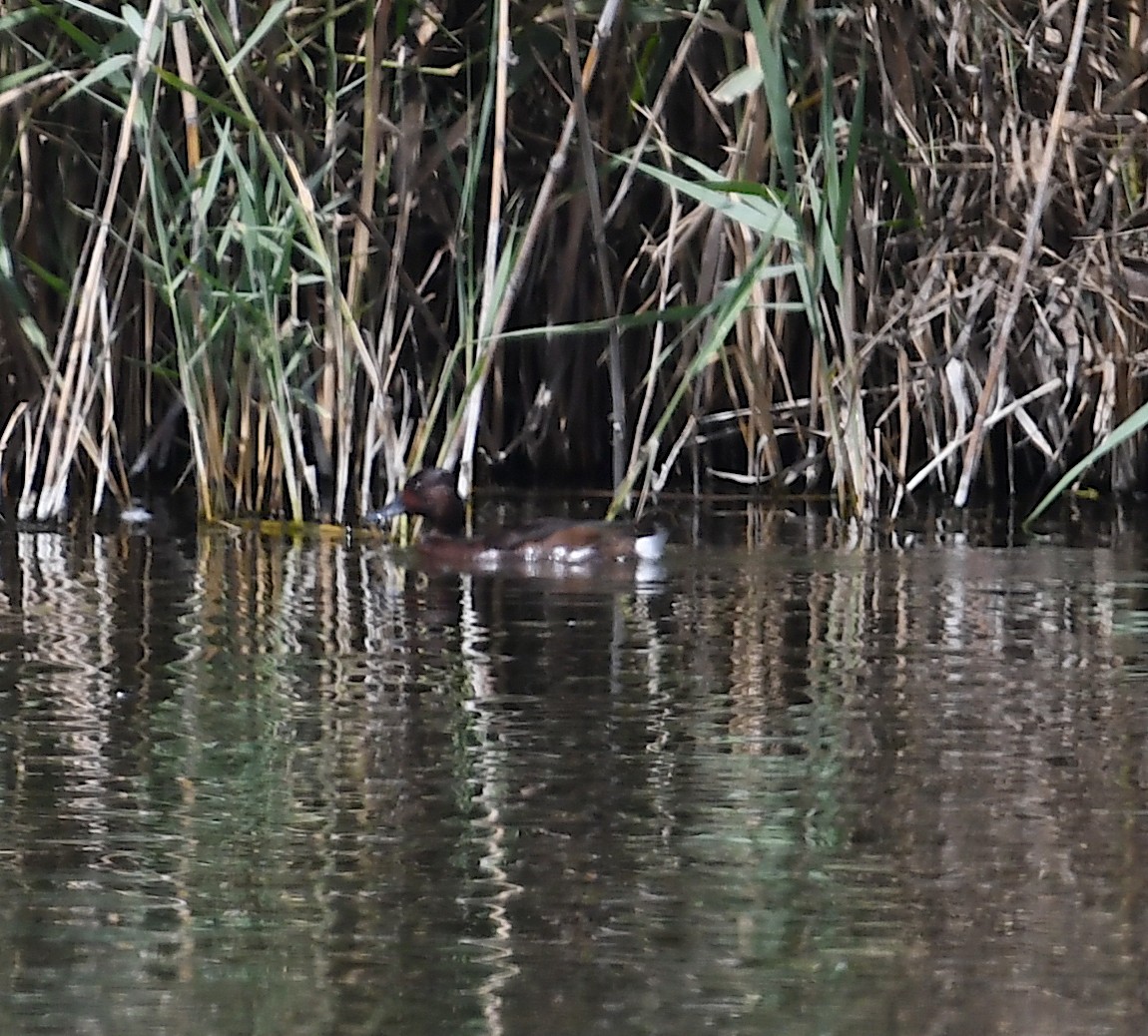 Ferruginous Duck - ML428892511