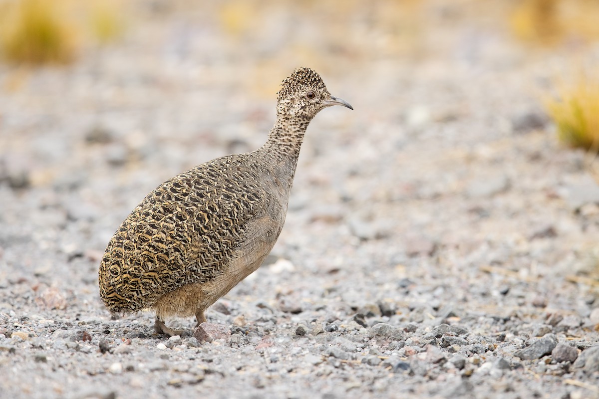 Ornate Tinamou - Dorian Anderson