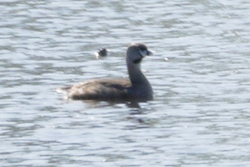 Pied-billed Grebe - ML428894091