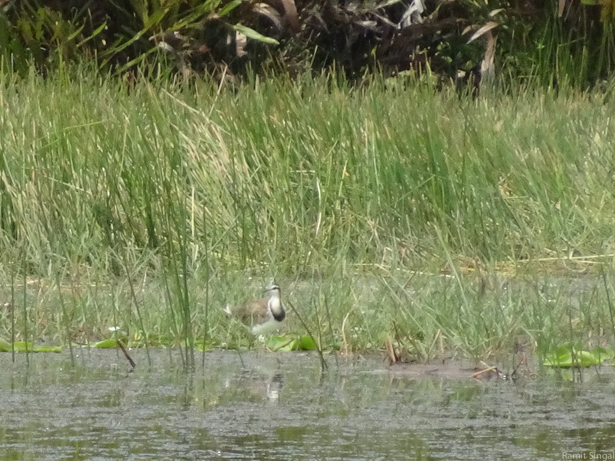 Pheasant-tailed Jacana - Ramit Singal