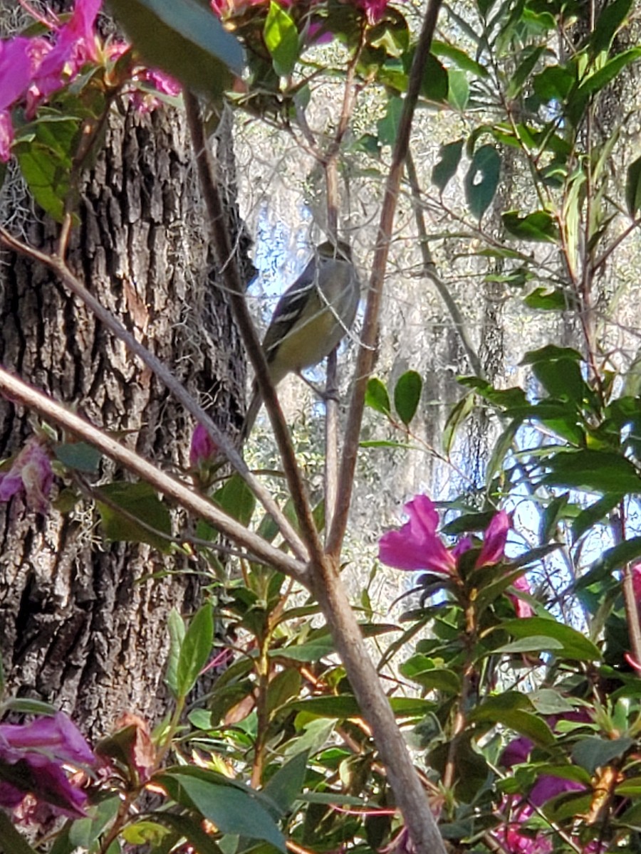 Ak Gözlü Vireo - ML428895421