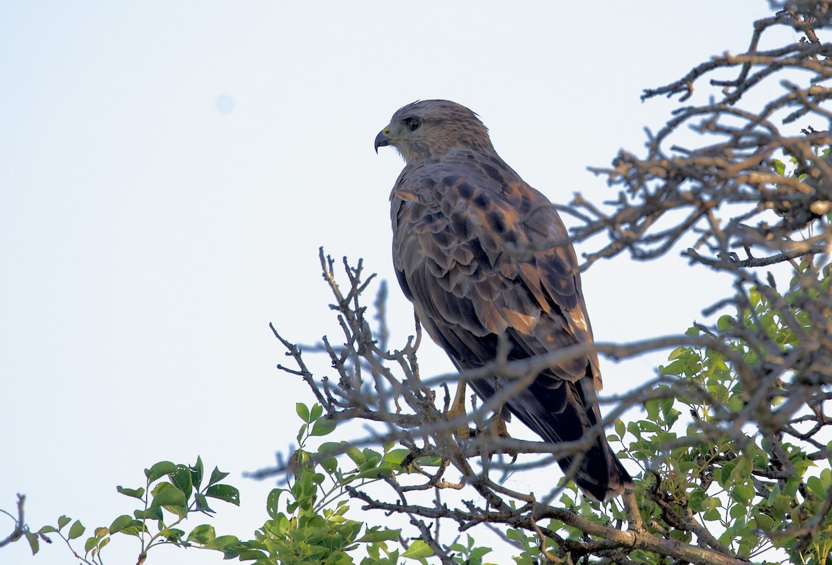 Common Buzzard (Steppe) - Ken Rosenberg