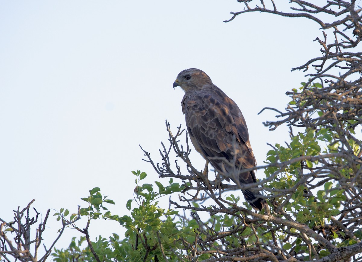 Mäusebussard (vulpinus/menetriesi) - ML428898521