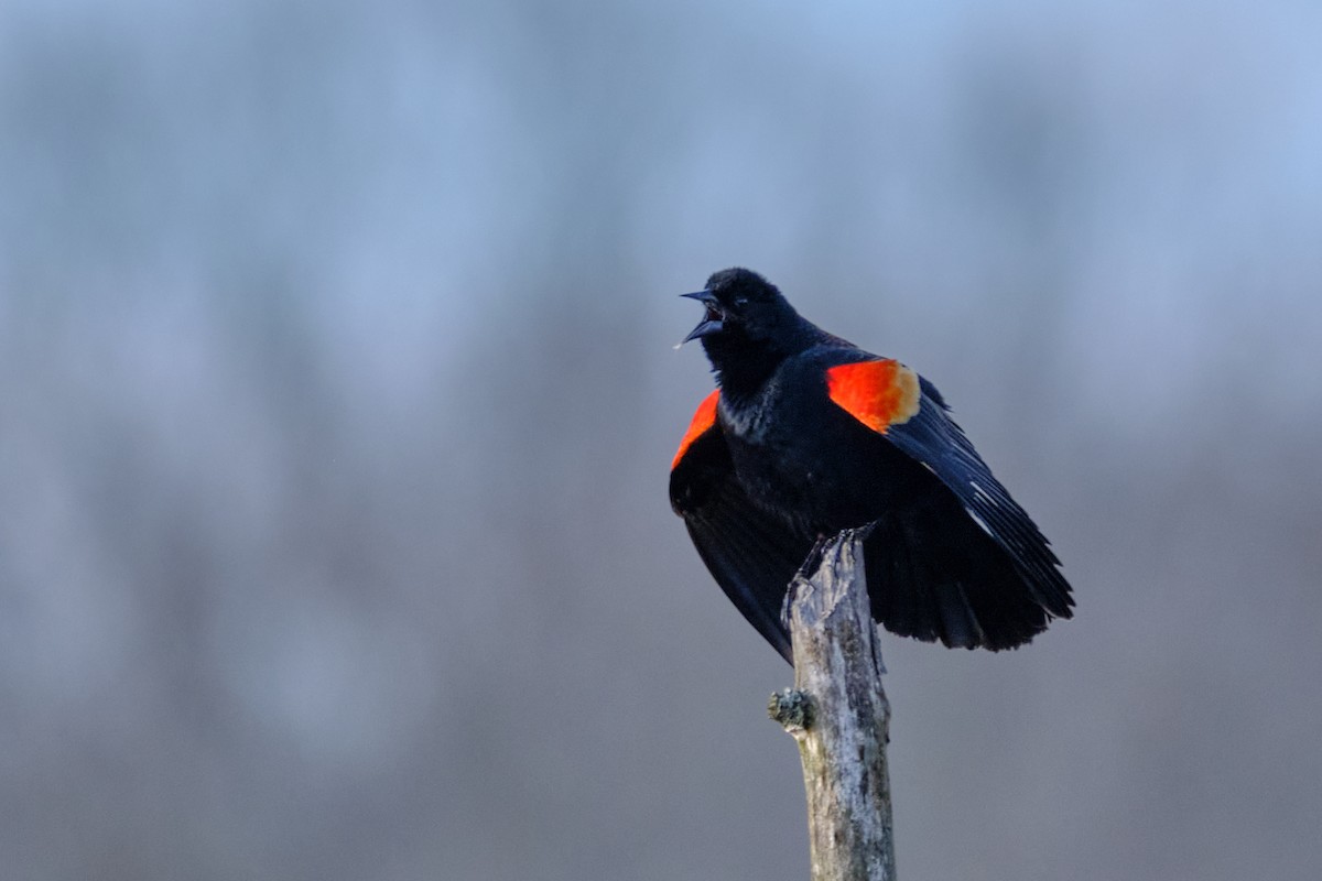Red-winged Blackbird - ML428899031