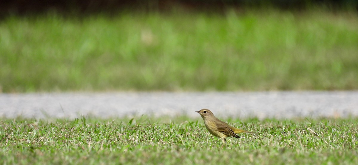 Palm Warbler - ML428900431