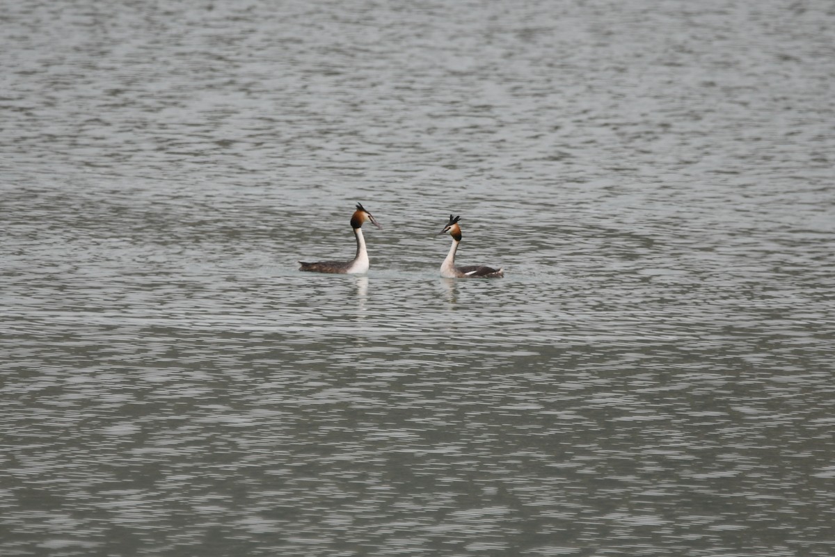 Great Crested Grebe - ML428900631