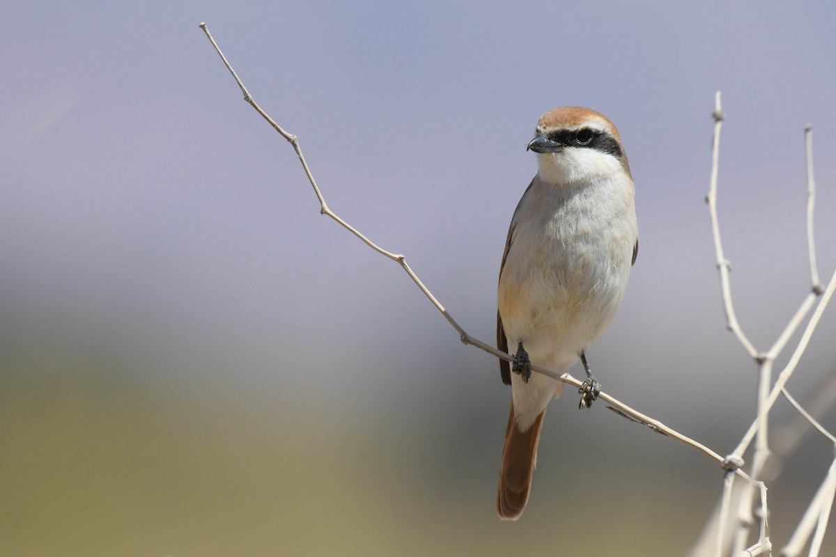 Red-tailed Shrike - Itamar Donitza