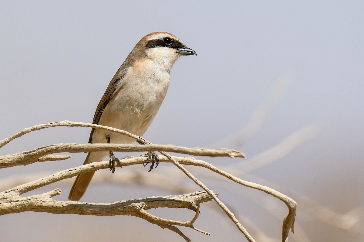 Red-tailed Shrike - Itamar Donitza