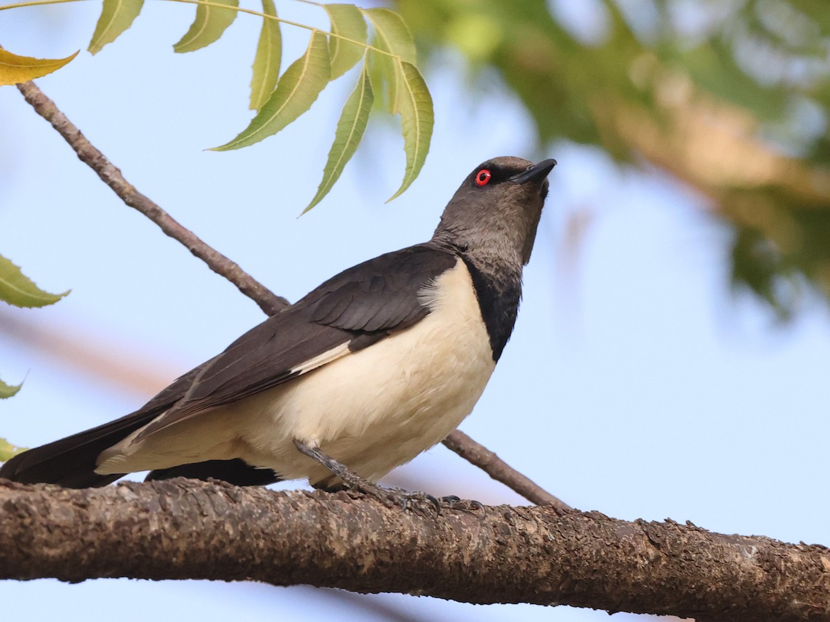 Magpie Starling - Myles McNally