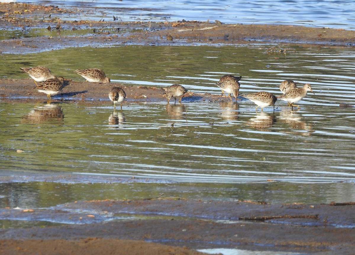 Pectoral Sandpiper - P Chappell