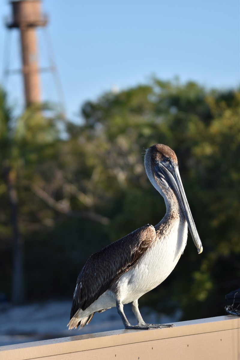 Brown Pelican - Jacki Gerber