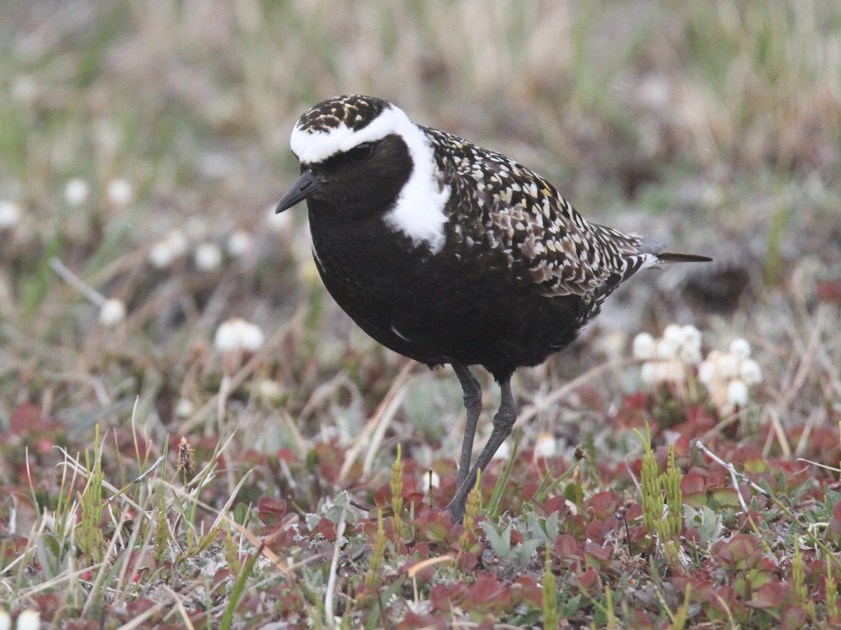 American Golden-Plover - ML428903221