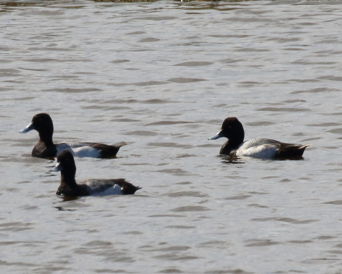 Lesser Scaup - ML428903721