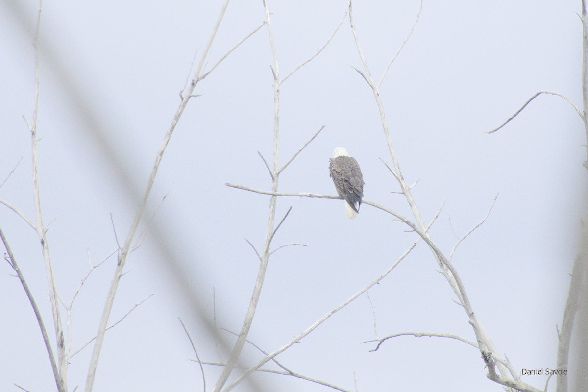Bald Eagle - ML428903831