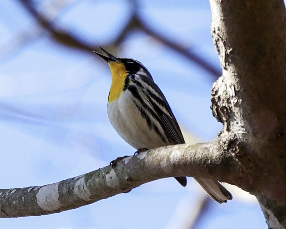 Yellow-throated Warbler - ML428904091
