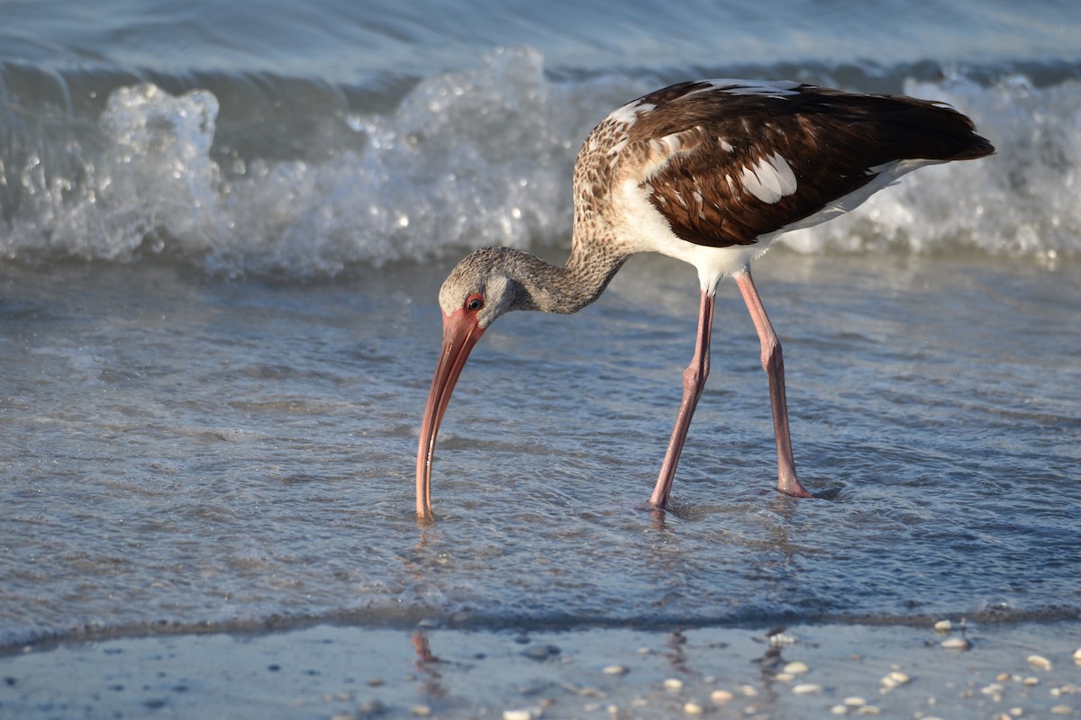 White Ibis - Jacki Gerber