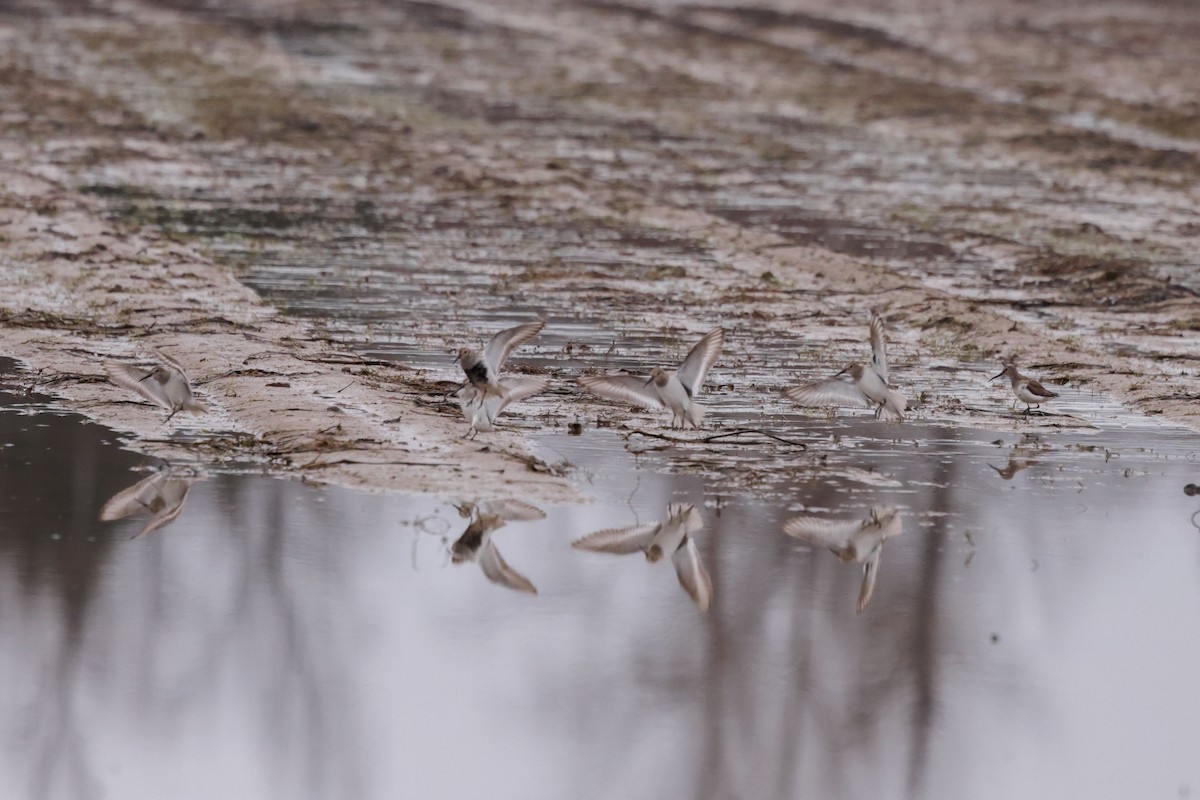 Dunlin - ML428904671