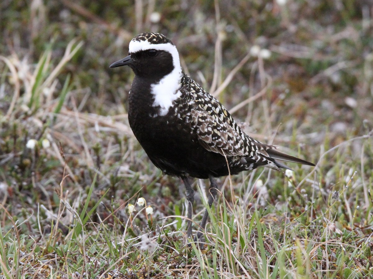 American Golden-Plover - ML428905771