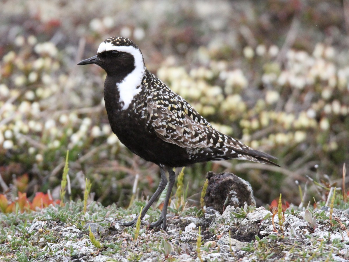 American Golden-Plover - ML428905871