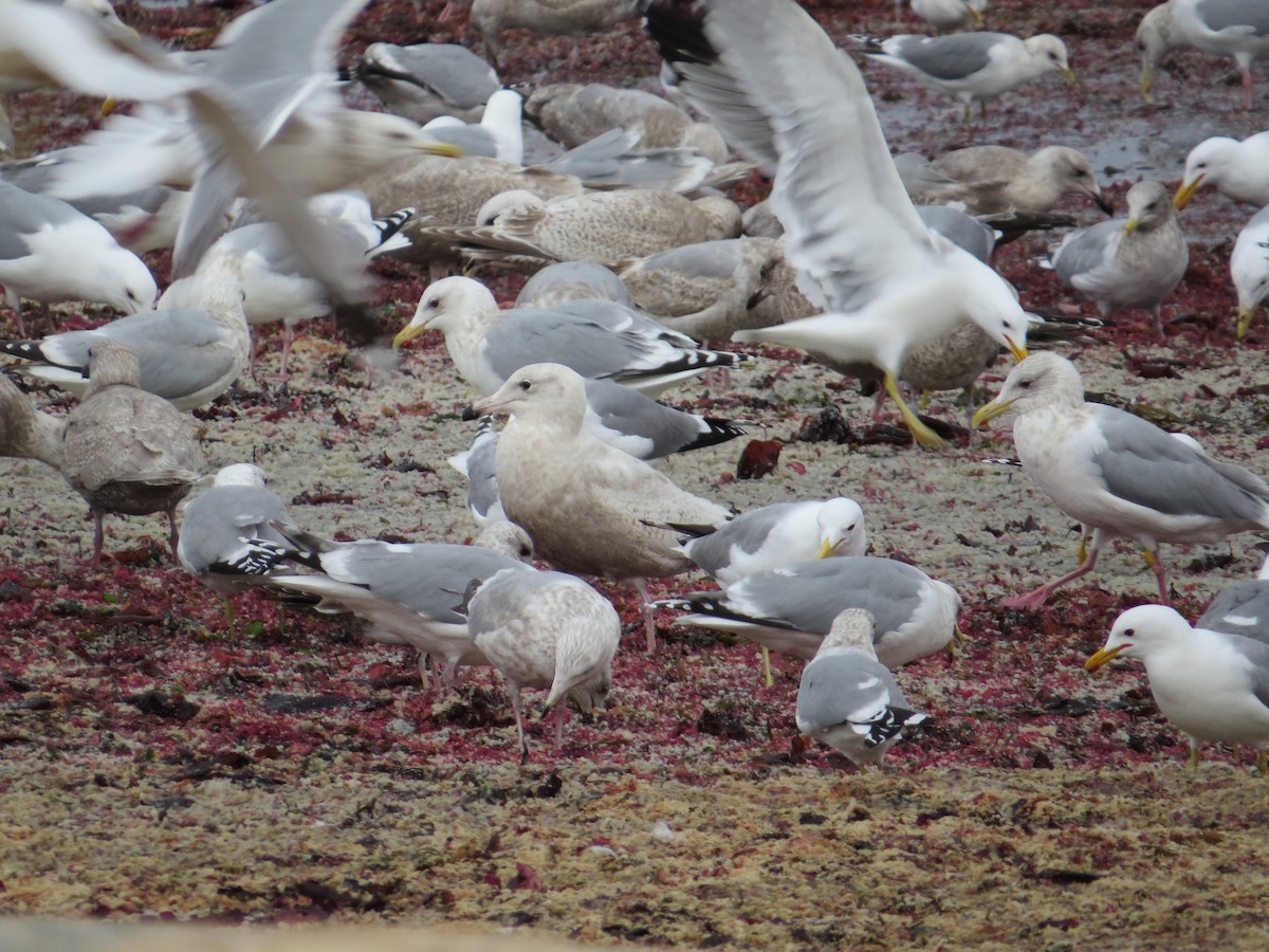 Glaucous Gull - ML428907311