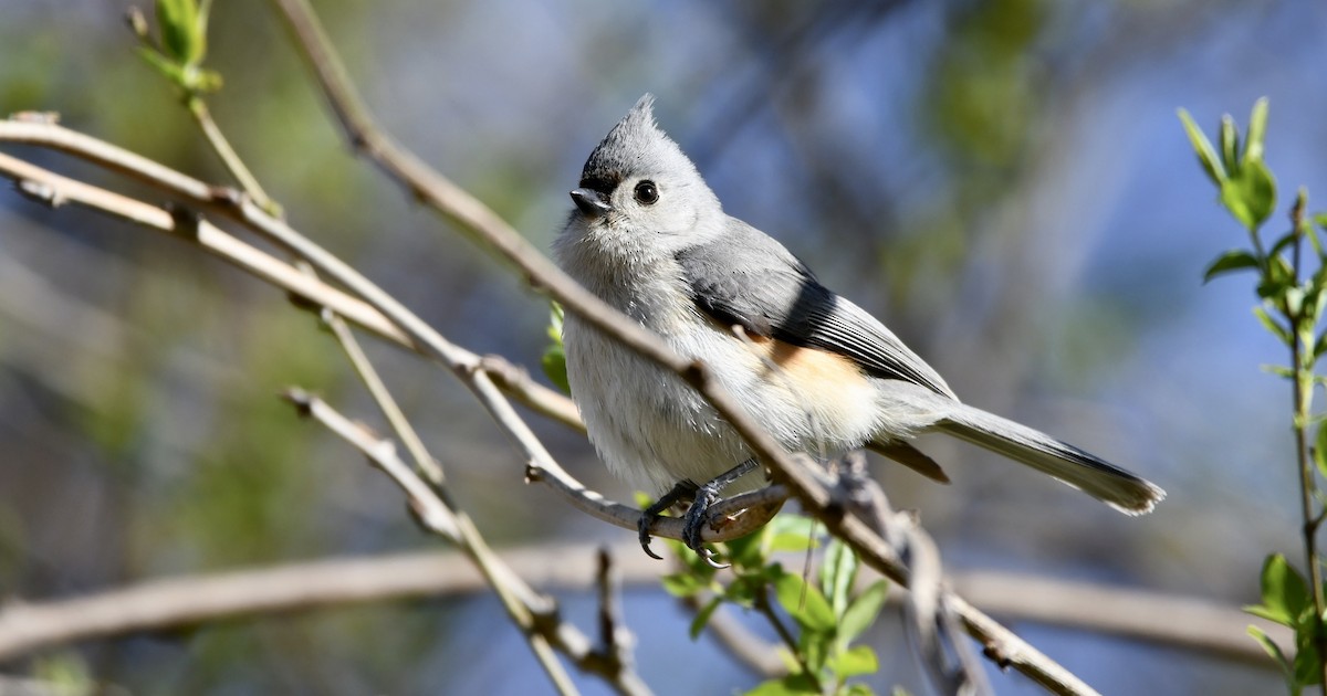 Tufted Titmouse - Claudia Nielson