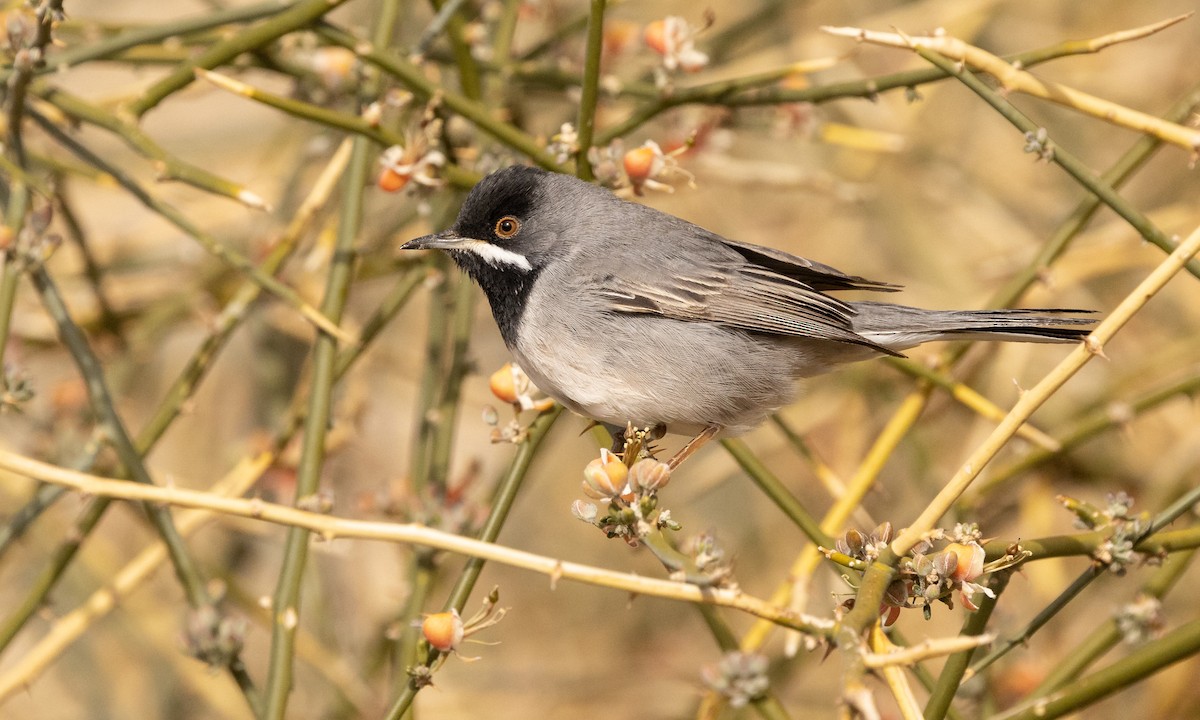 Rüppell's Warbler - Paul Fenwick