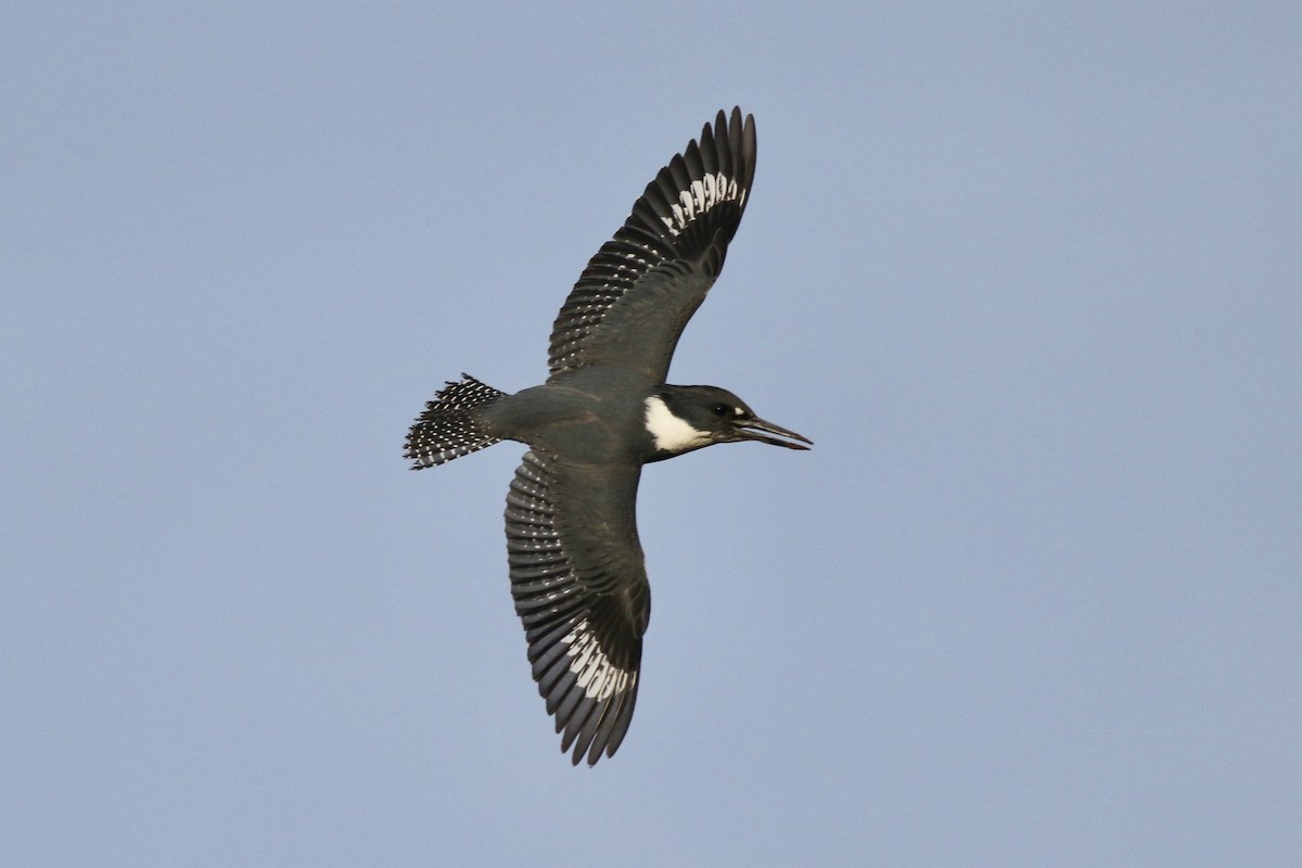 Belted Kingfisher - ML428911971